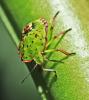Nezara viridula